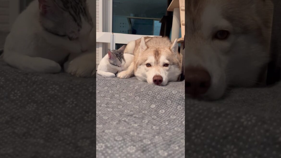 子猫のママになったシベリアンハスキー #シベリアンハスキー #ハスキー #子猫 子猫のママになったシベリアンハスキー #シベリアンハスキー #ハスキー #子猫