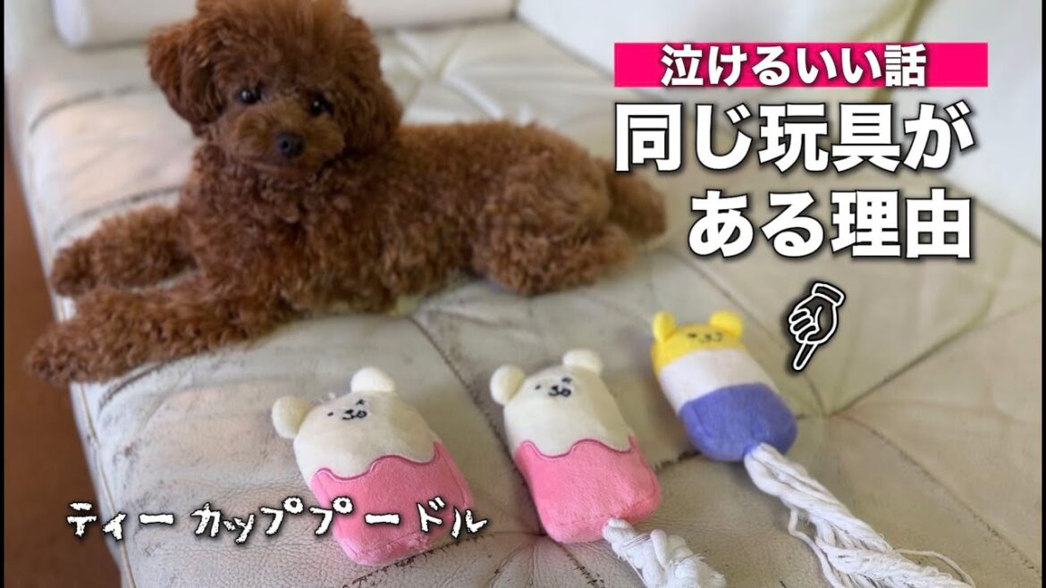 トイプードルのトイストーリー２