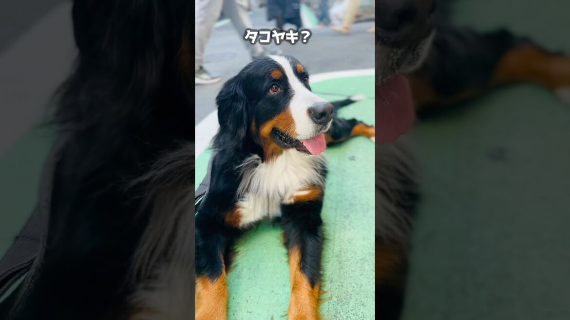 バーニーズと一緒にたこ焼き屋さんへ！美味しそうな香りに興味津々🐾