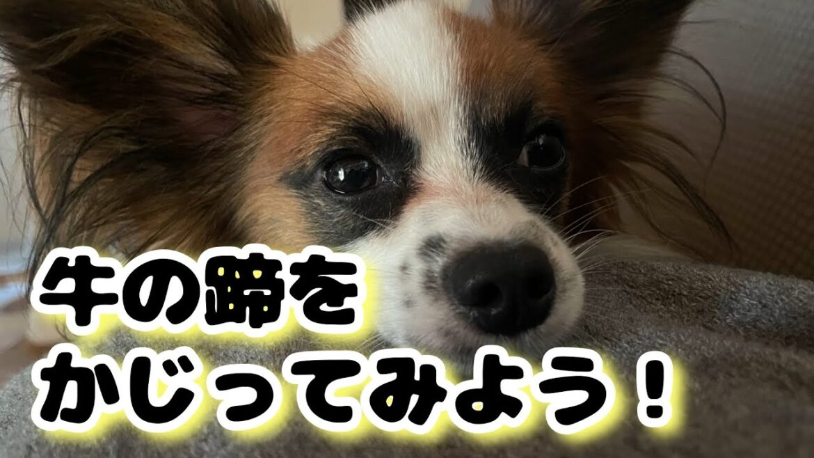 牛の蹄をかじるボーダーコリーとパピヨン