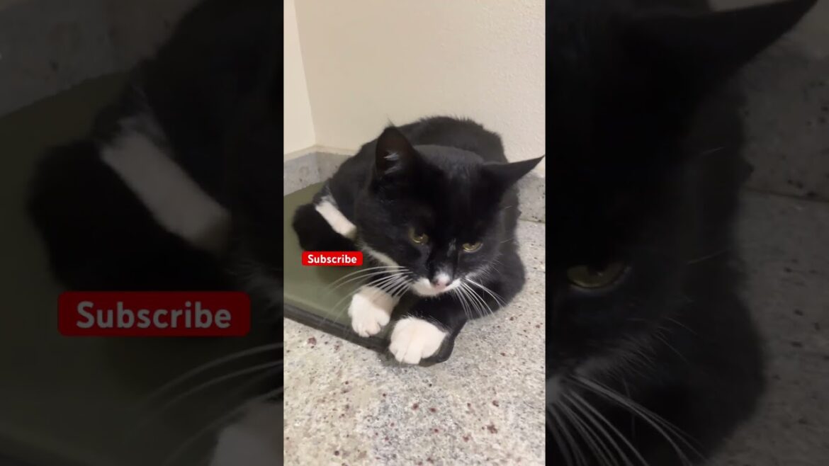 Let us know in the comments#shorts#brown#cat#kitten