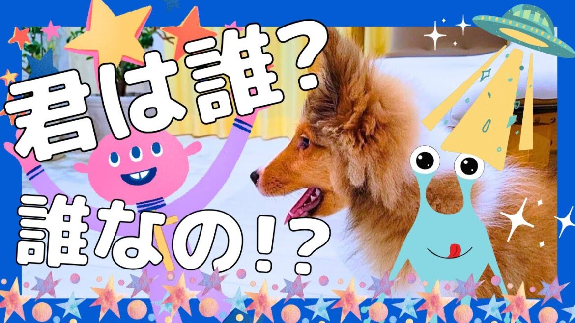 👾まさかのビビリ君♪恥ずかし息子殿🐶シェルティれお💗