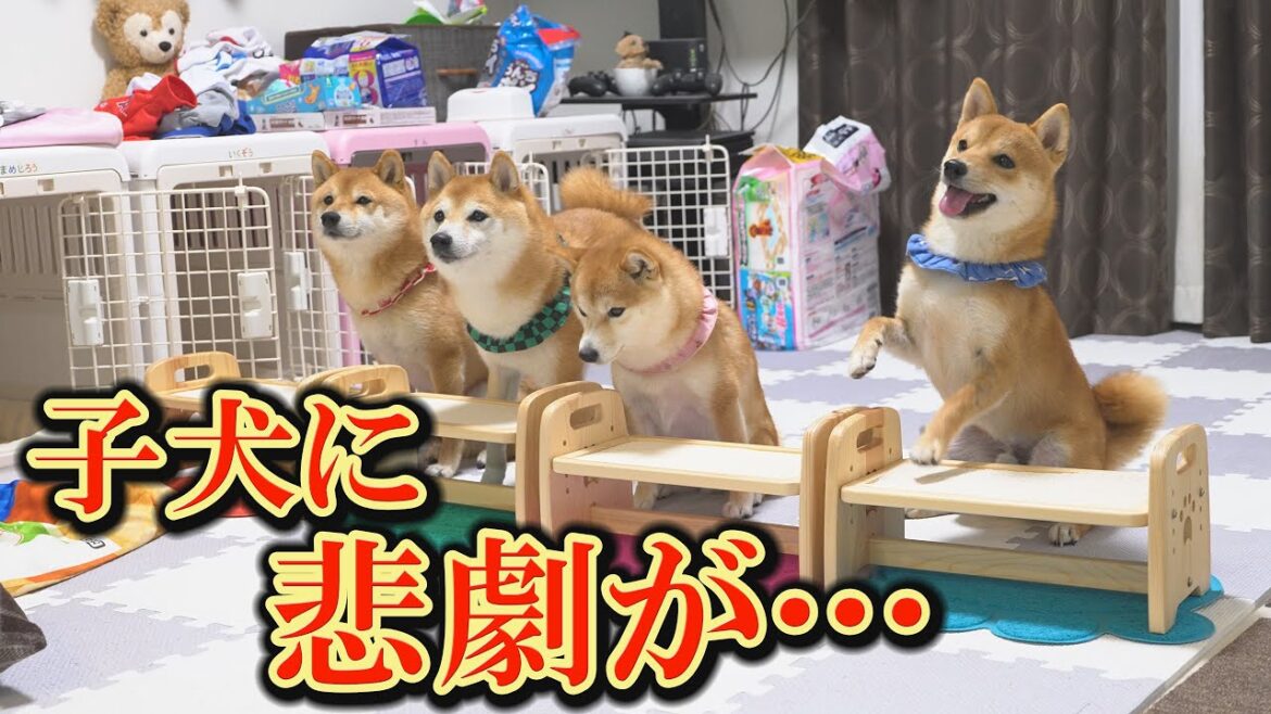 子犬がご飯を盗まれたあげく逆ギレされ、しょんぼりしてしまいました・・・
