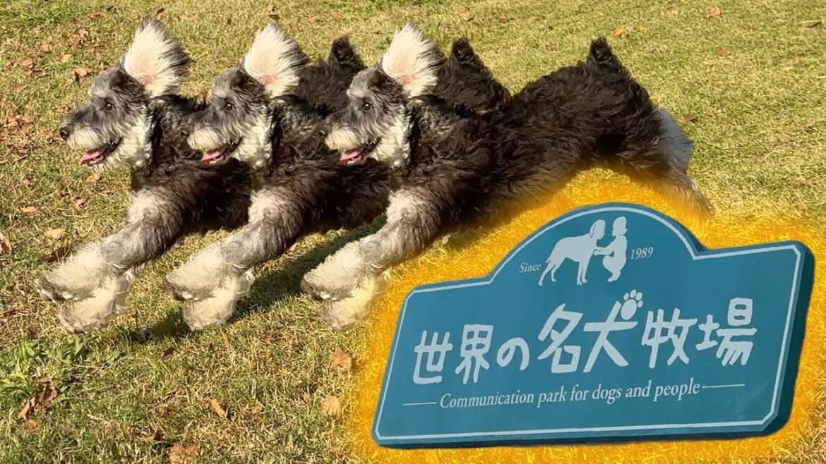 【世界の名犬牧場】生後6ヶ月でドッグラン走りまわる【ミニチュアシュナウザー】 【世界の名犬牧場】生後6ヶ月でドッグラン走りまわる【ミニチュアシュナウザー】