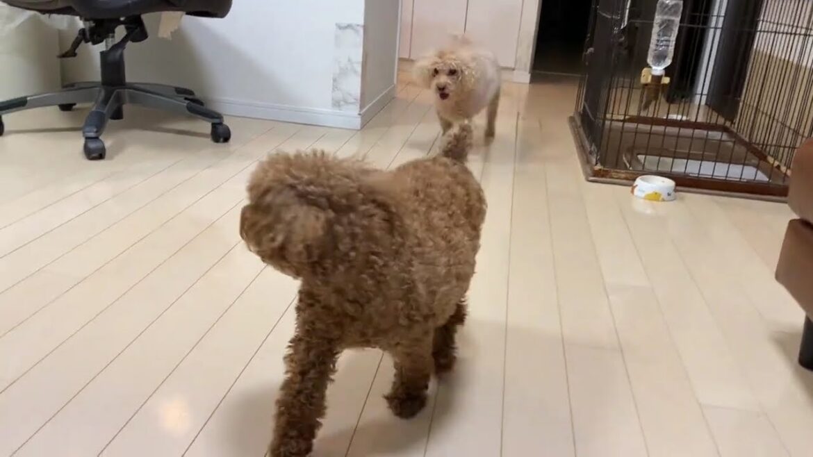 どうした？あずき。笑【トイプードル】 ＃犬　＃トイプードル　＃多頭飼い　＃シニア犬