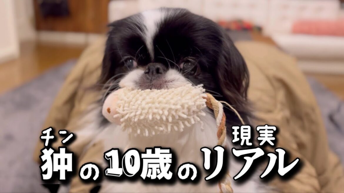 狆(チン)の10歳ってどんな感じ？心と体、生活の変化についてお伝えします。