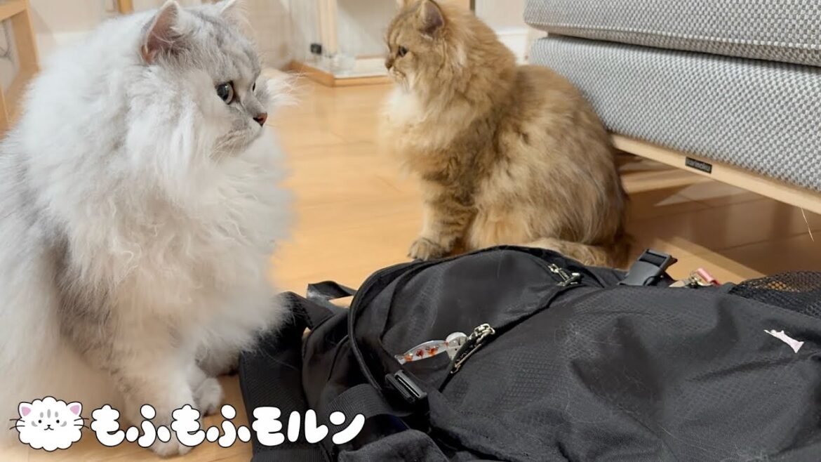 リュックの上でも兄の真似をしたい妹猫 【サイベリアン】