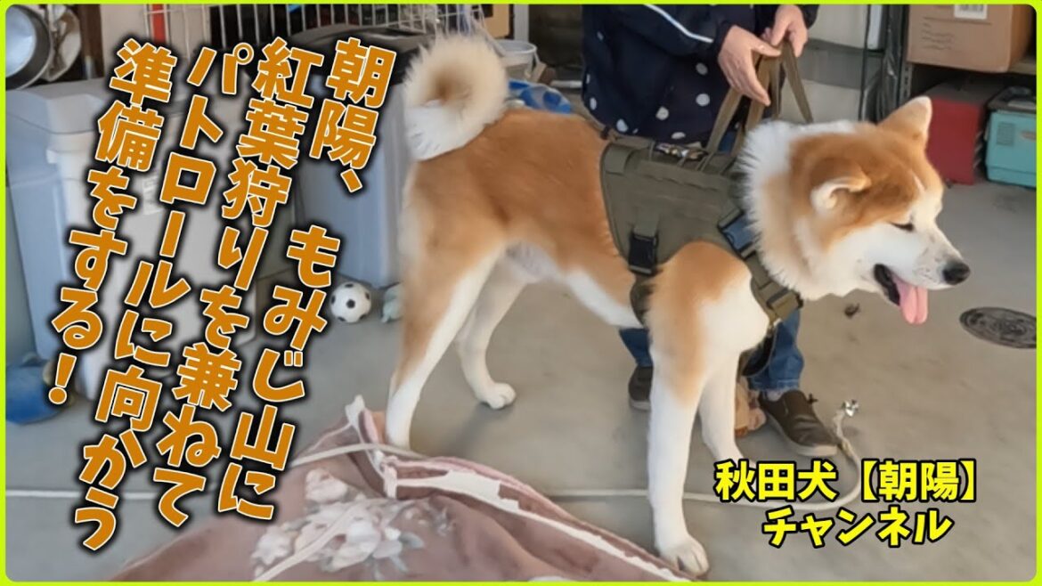 秋田犬【朝陽】チャンネル【朝陽、紅葉狩りを兼ねてパトロールに行く準備をする】