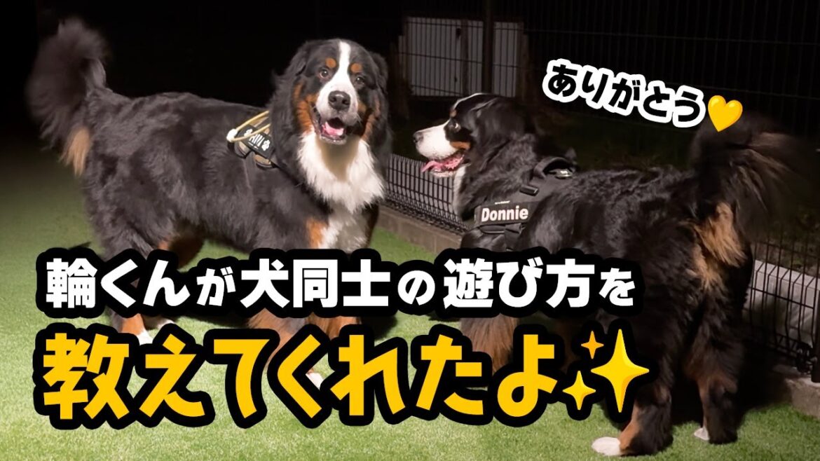 どんちゃんがついに!輪くんが犬同士の遊び方を教えてくれたよ【1歳4ヶ月バーニーズ】 どんちゃんがついに!輪くんが犬同士の遊び方を教えてくれたよ【1歳4ヶ月バーニーズ】