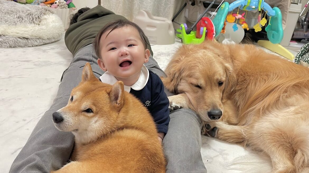 居眠りするパパの足の間でくつろぐ赤ちゃんと豆柴とゴールデンレトリバーが可愛すぎました… 居眠りするパパの足の間でくつろぐ赤ちゃんと豆柴とゴールデンレトリバーが可愛すぎました...