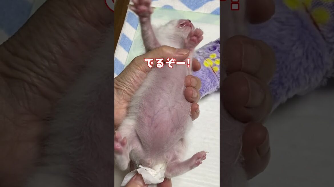 トイレの仕方を人間に教わる赤ちゃん猫集 トイレの仕方を人間に教わる赤ちゃん猫集