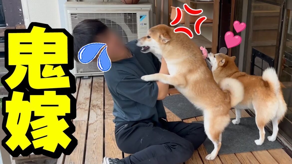 姉柴犬と兄の間に割り込み嫉妬に狂いブチギレる柴犬がまるで鬼嫁