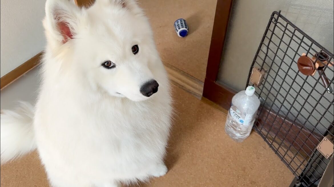 甘やかしすぎて育てた結果なんでもあざとくおねだりするようになった犬がかわいすぎました…