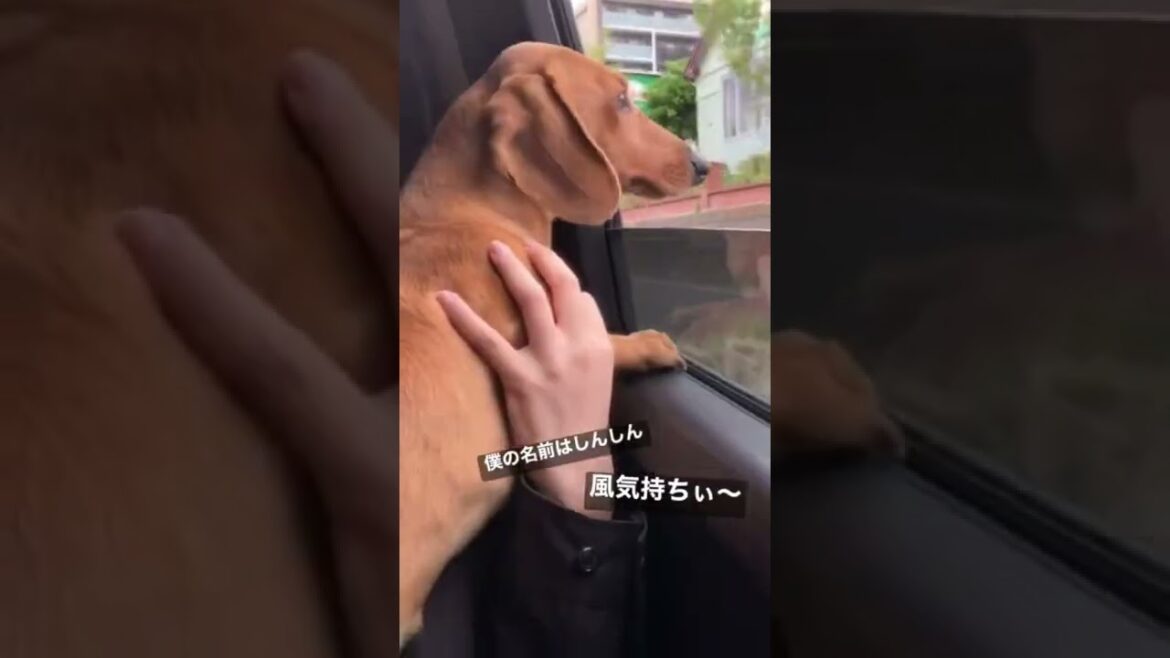 ドライブ大好き犬の日常。#ダックスフンド #スムース #shorts