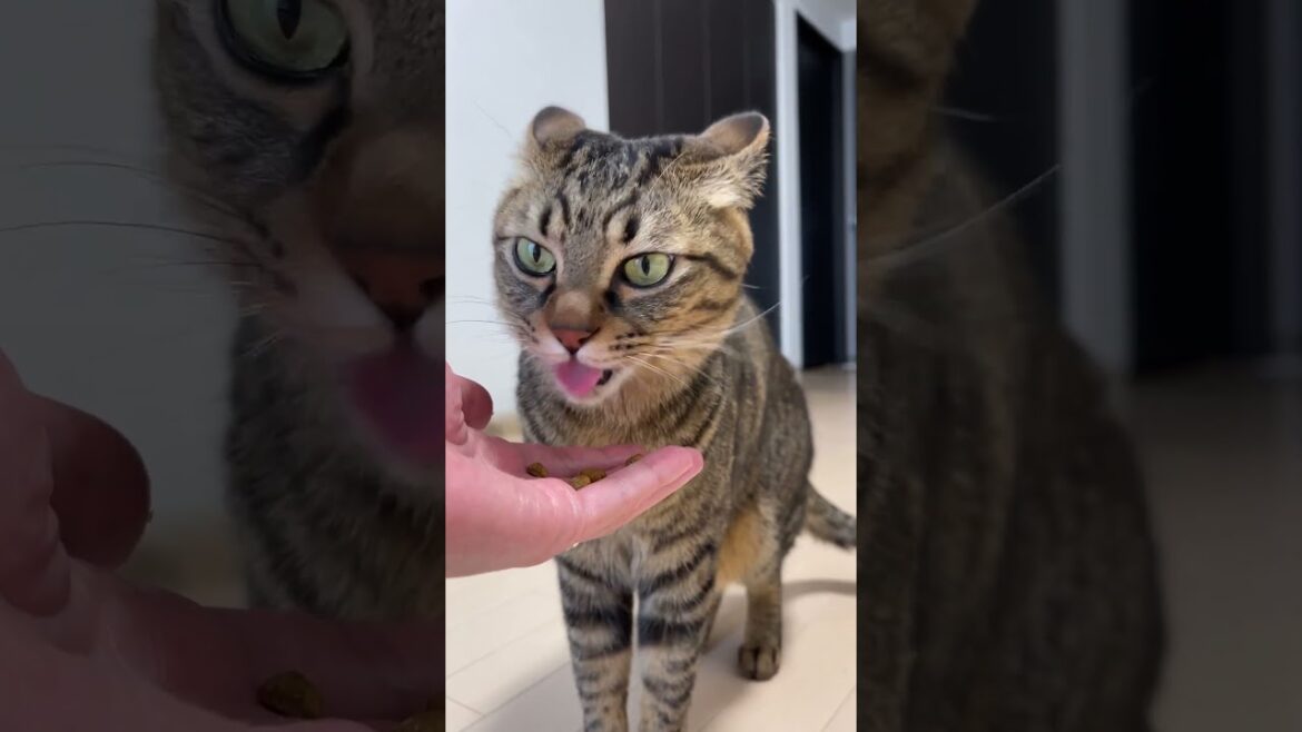 驚きすぎて、猫が大変なことになりました… 驚きすぎて、猫が大変なことになりました…