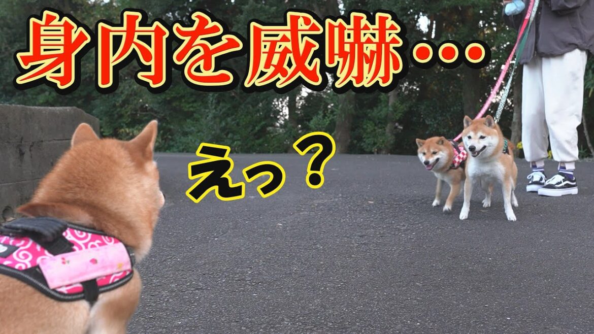 ビビりな兄柴犬が、妹と弟を敵と勘違いし、一時騒然となりました・・・