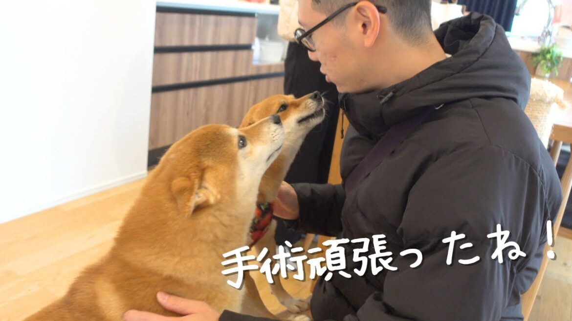 柴犬の感動の再会！手術後に仲間からの愛を受けて涙腺崩壊に。。