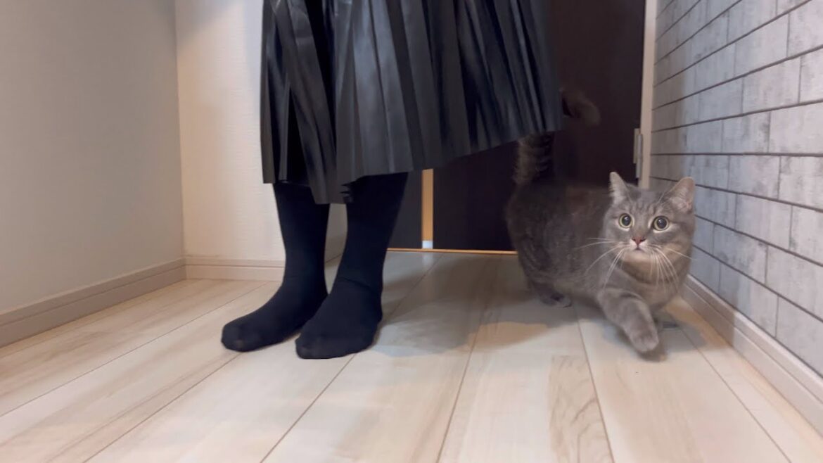 猫が来客に一年ぶりに再会した結果...