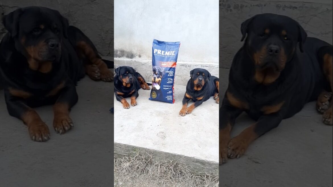 #ATHOS & #KATHAN TWO POWER AND STRONG MALES OF ROTTWEILER FATHER & SON AND DRY FOOD PREMIL SPORT #ATHOS & #KATHAN TWO POWER AND STRONG MALES OF ROTTWEILER FATHER & SON AND DRY FOOD PREMIL SPORT