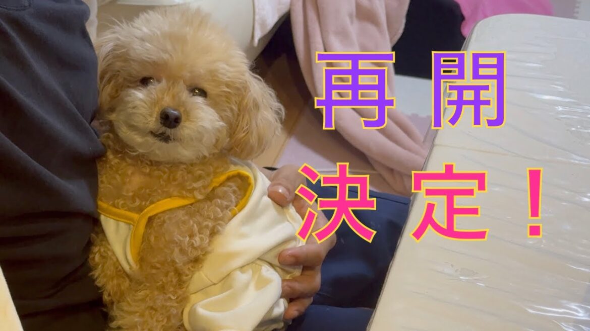 検診に行ったトイプードルから嬉しいお知らせ!アレを再開できることになりました!日向ぼっこで免疫力UP 検診に行ったトイプードルから嬉しいお知らせ!アレを再開できることになりました!日向ぼっこで免疫力UP