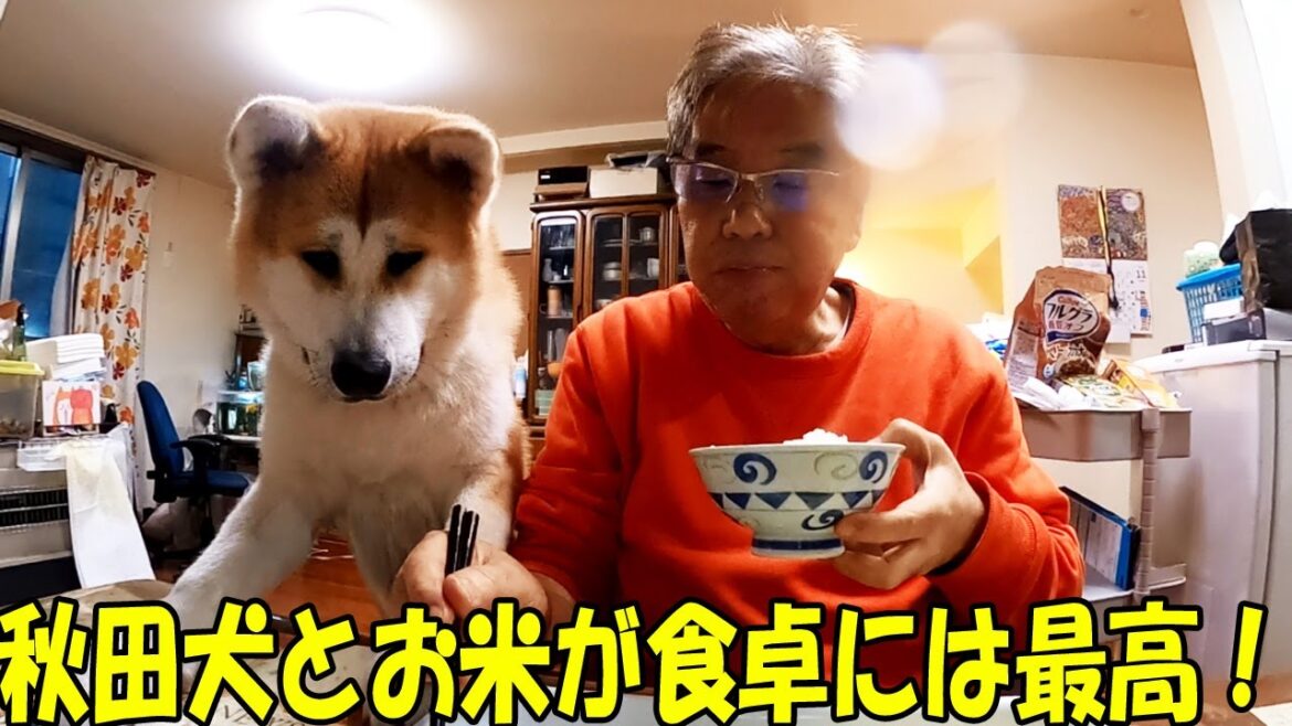 食卓に秋田犬と宮城米は良く似合います