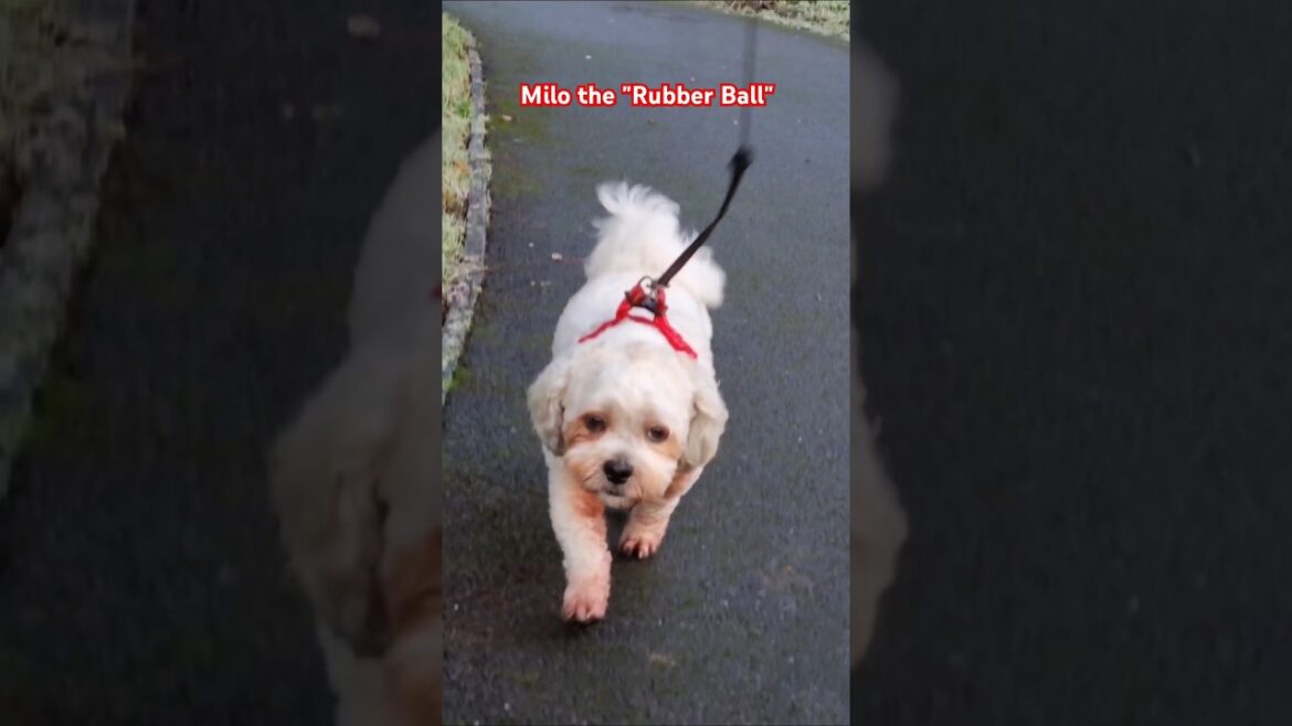 Milo the “Rubber Ball” bundle of joy ๐ Milo the "Rubber Ball" bundle of joy ๐