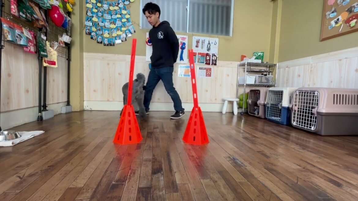 ケリーブルーテリアの”マーフィーくん”と”コーンループ”の練習！