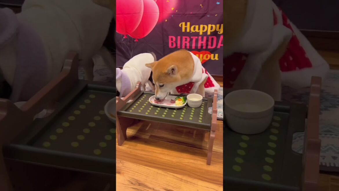 誕生日ディナーのシャトーブリアンに大喜び⁉️🤣#柴犬 #チワワ #shorts