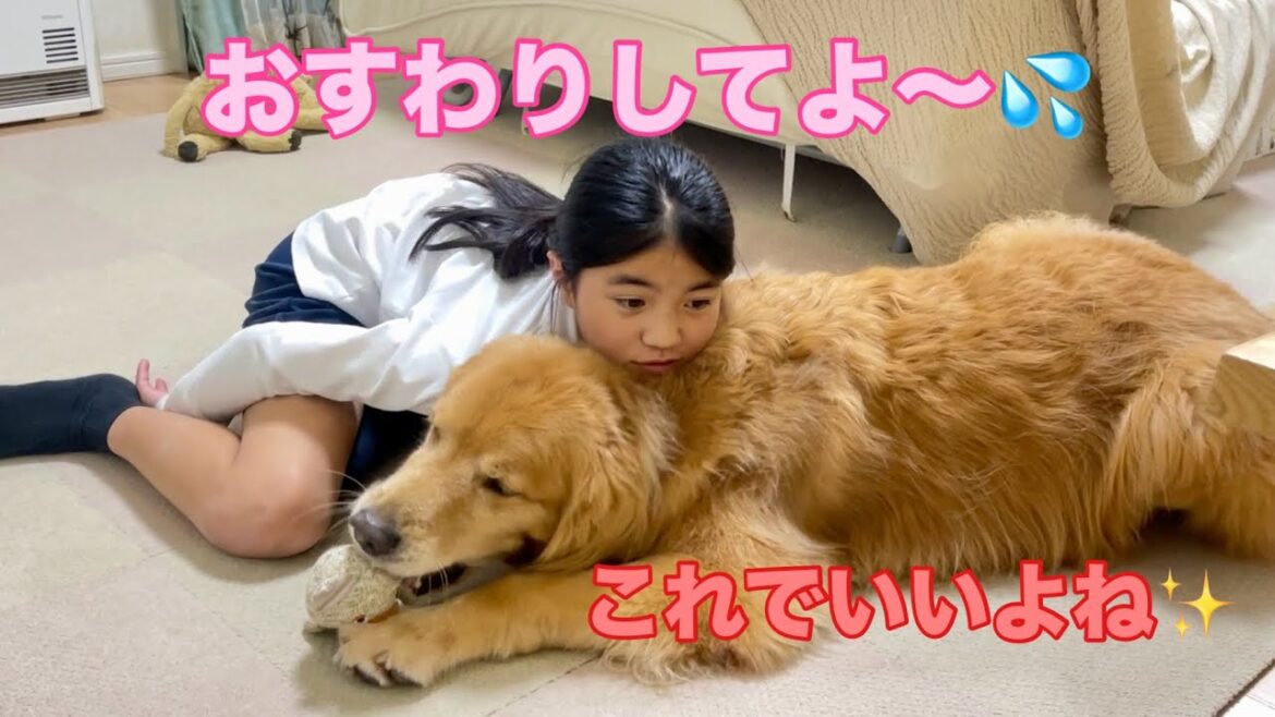 格下娘の命令には間違えたふりで乗り切ろうとする大型犬クッキー【ゴールデンレトリバーとミニチュアダックスフンド】