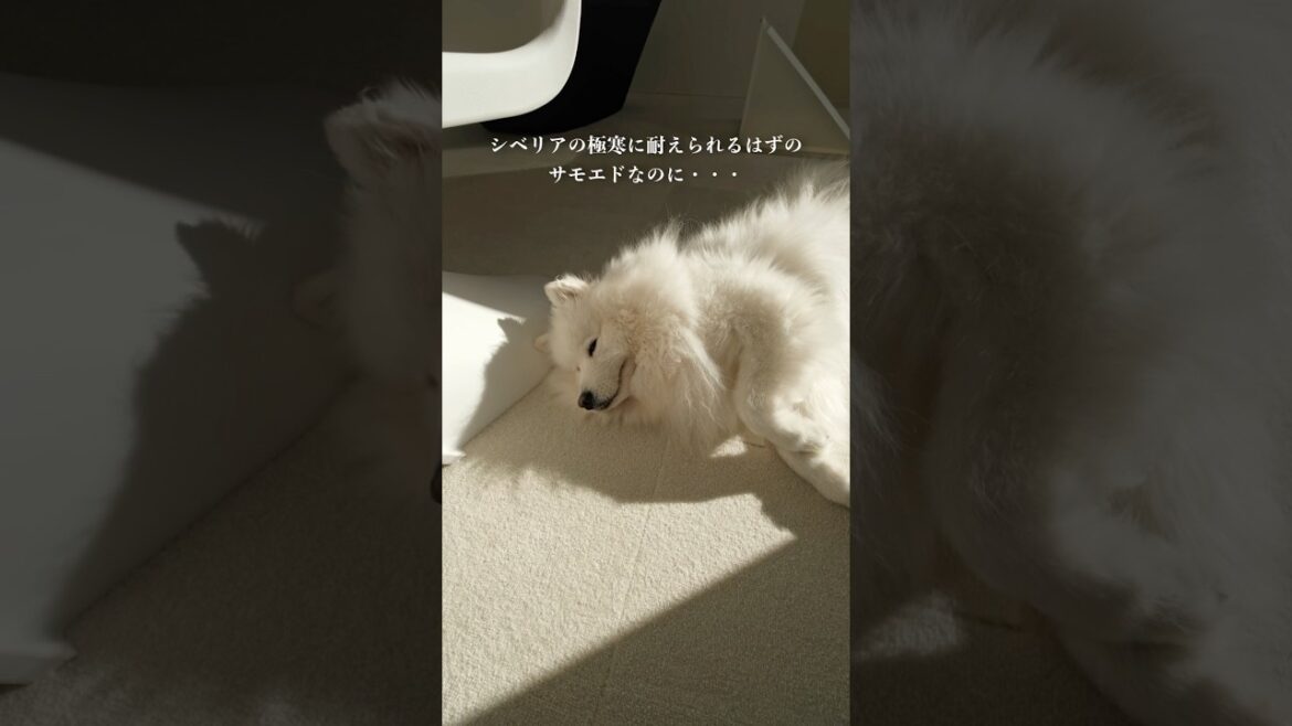 あなた猫？サモエドなのに日向ぼっこを楽しんでいた　#サモエド #samoyed