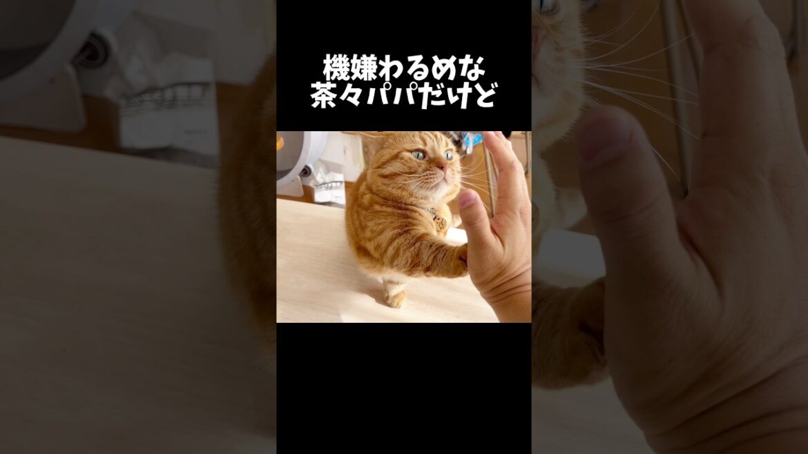 不機嫌でもお手とハイタッチを決めるパパ猫 #マンチカン #shorts