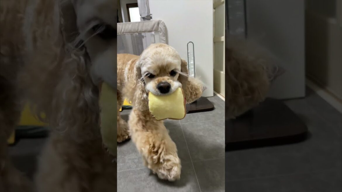 一生懸命についてくるのがかわいい（コッカースパニエル）