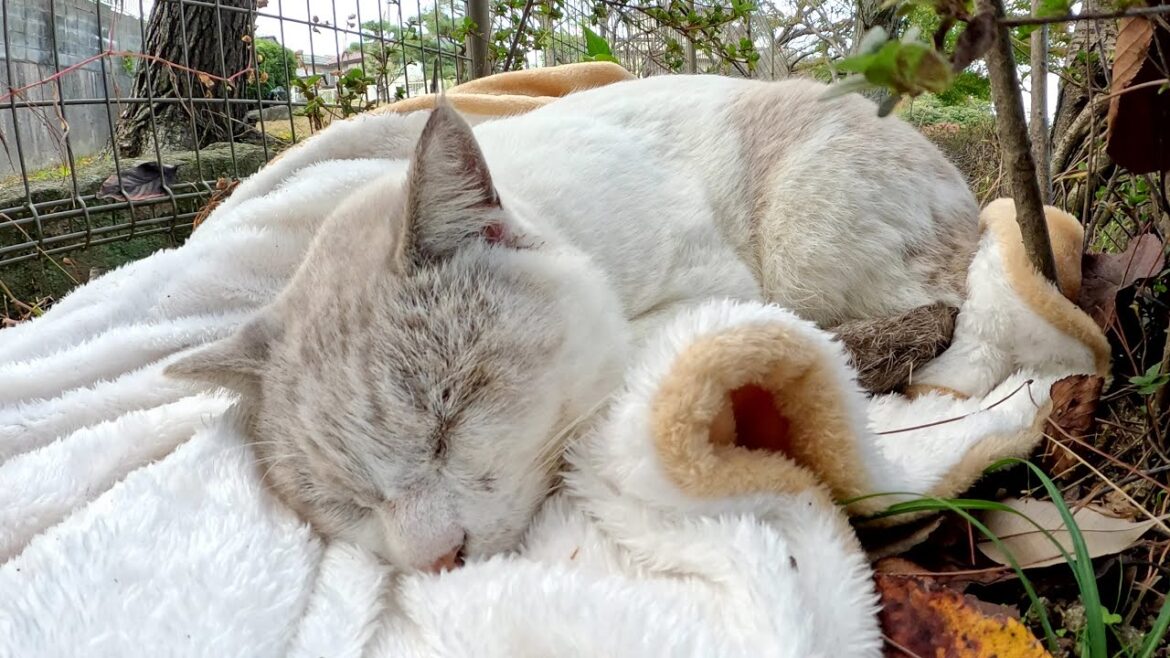 シャム猫が暖かい毛布の上で気持ちよさそうにお昼寝する シャム猫が暖かい毛布の上で気持ちよさそうにお昼寝する