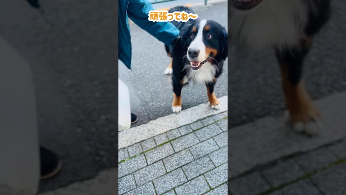 お昼のお散歩でたくさん褒めてもらったバーニーズ🐾