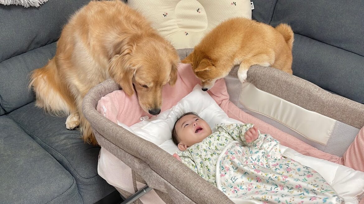 眠れない赤ちゃんを心配して様子を見に来てくれる豆柴とゴールデンレトリバー
