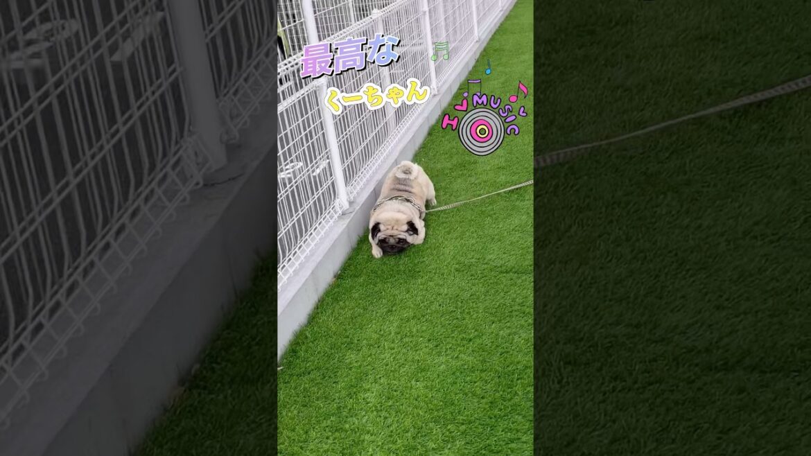 pugのリズム　#パグ#shorts #犬のいる暮らし#かわいい犬