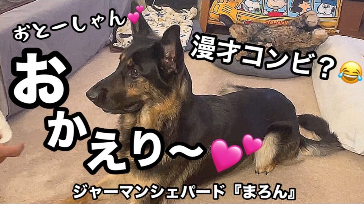 シェパードと飼い主のコントが面白すぎて、まろんが人間に見えてきた😂【ジャーマンシェパード】 シェパードと飼い主のコントが面白すぎて、まろんが人間に見えてきた😂【ジャーマンシェパード】