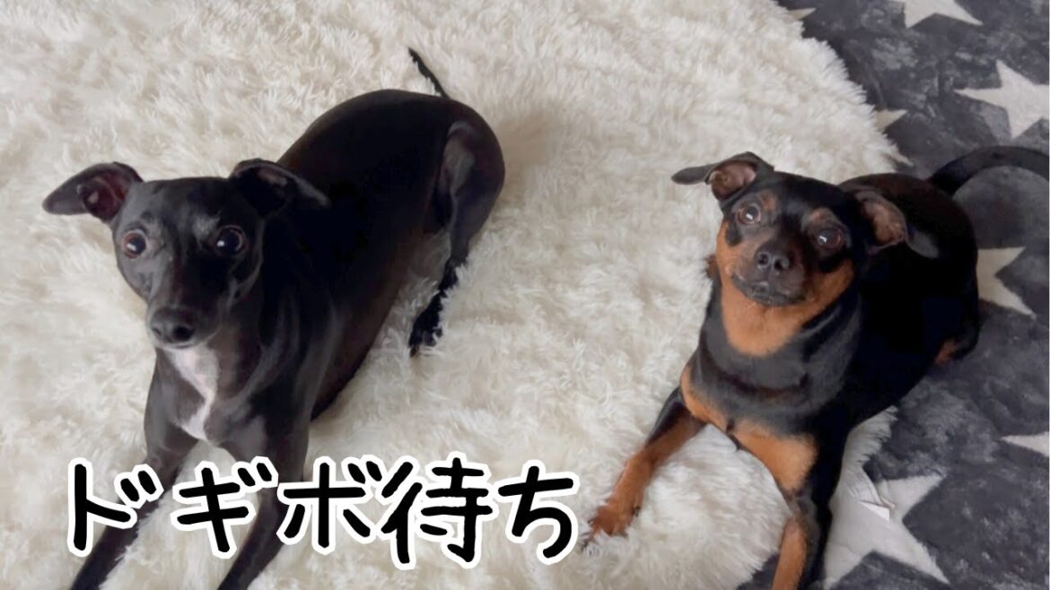 ドギボ待ちの2人が可愛い【ミニピン】【イタグレ】