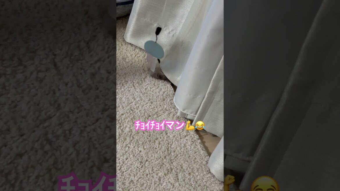 ﾁｮｲﾁｮｲマンのヒマラヤンのマーベル🐈🐾 #shorts #pokemon #bgm #ねこのいる暮らし #music #cat