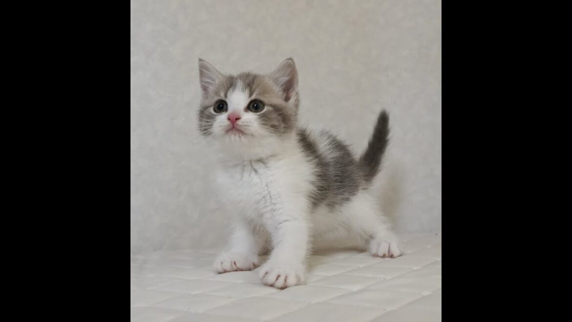 ブリティッシュショートヘアー子猫　British Shorthair　2024.10.1産まれ　ブルータビー&パッチドホワイト　女の子　シーダキャット猫のお店