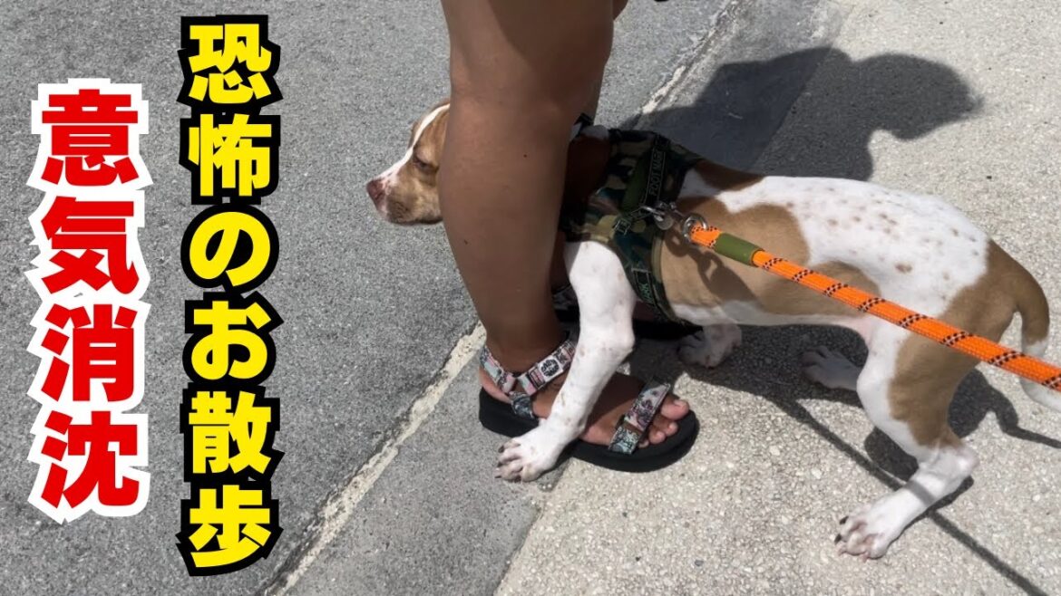 【ピットブル】忙しすぎるパピーの1日 【ピットブル】忙しすぎるパピーの1日