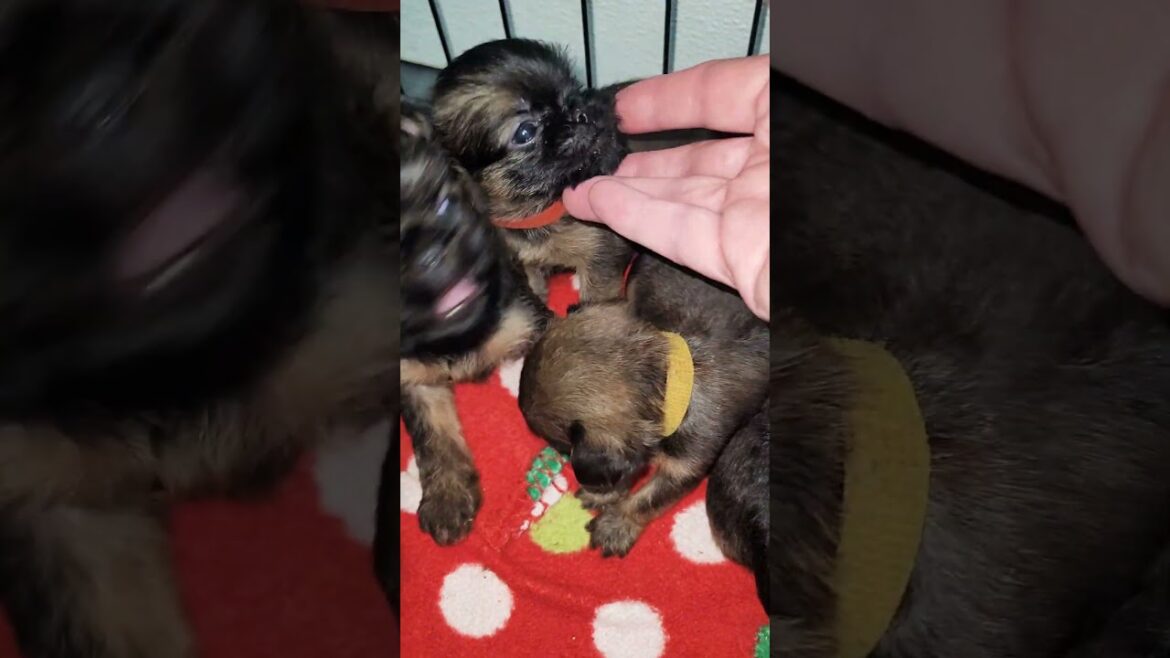 Brussels griffon puppies available for the holiday season #puppy #brusselsgriffon
