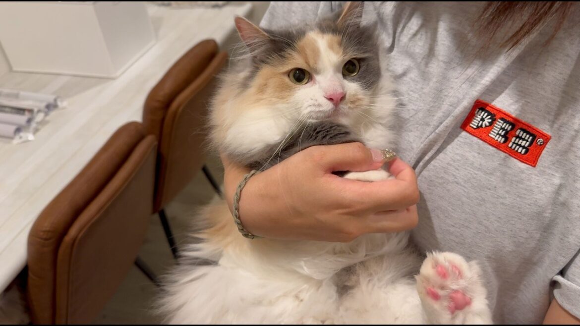 不機嫌な猫がママのひと撫で癒される姿がかわいい