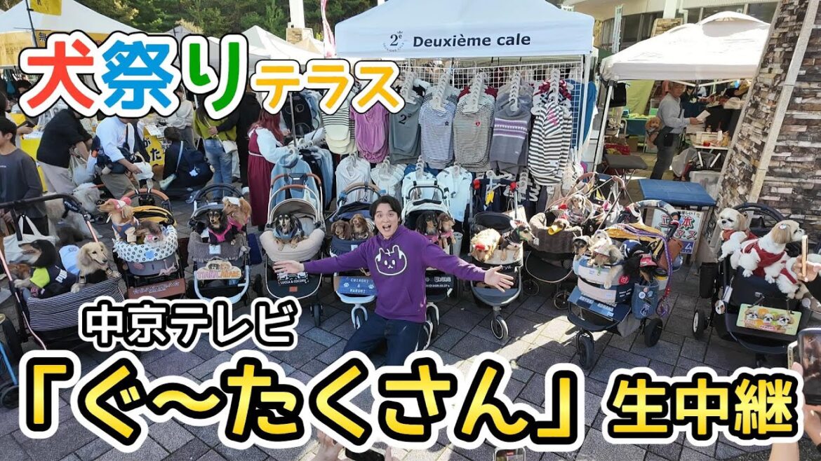 「ぐ～たくさん」の犬祭りテラス生中継で、テレビデビューした【ミニチュアダックスフンド】