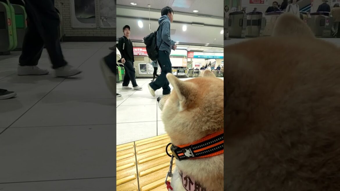 駅員さんを待ってます【介助犬と桃にゃん】 #柴犬介助犬 #介助犬るな #介助犬と桃にゃん #介助犬 #shiba #dog #cutedog