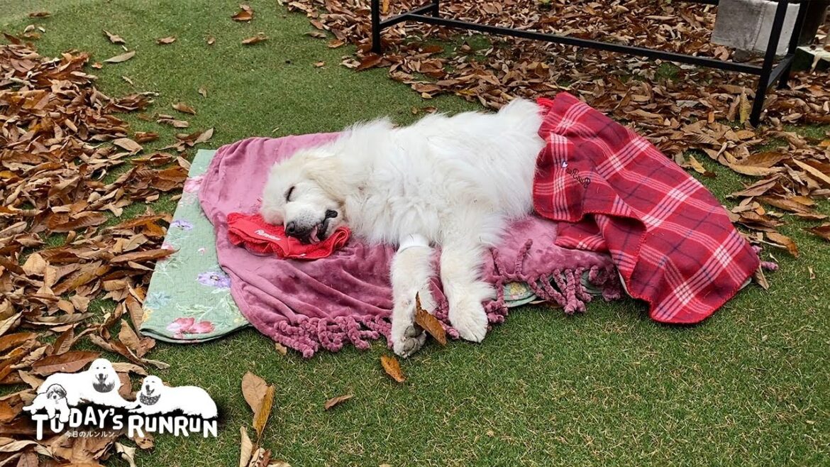 わんこFes留守番組で秋をのんびり楽しんだお父さんとルンルンです　Great Pyrenees　グレートピレニーズ