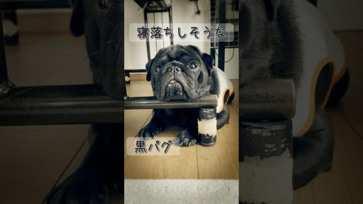 【パグ】あご乗せしてたら眠くなっちゃったパグ [Pug}Pug that got sleepy when resting his chin on it#shorts