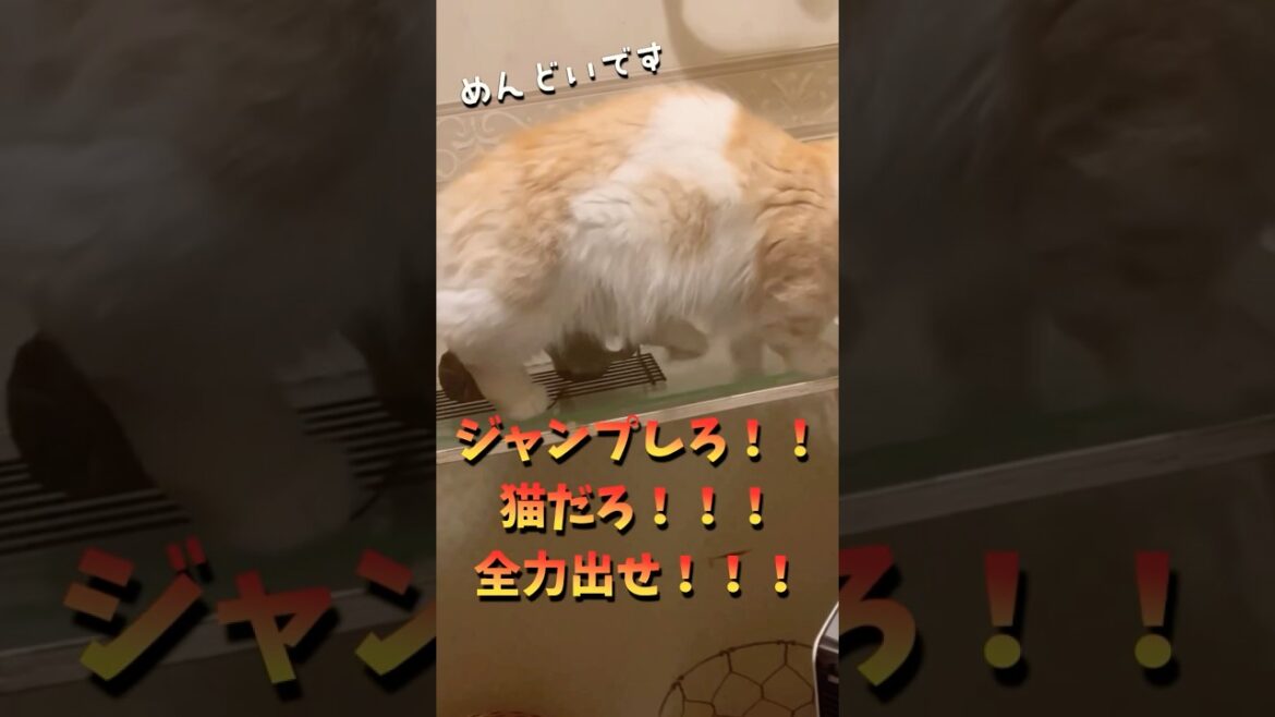 【キンカロー】猫だろ!!全力出せ!!【マンチカール】 【キンカロー】猫だろ!!全力出せ!!【マンチカール】