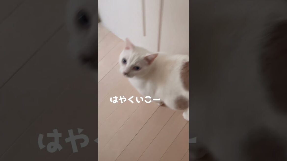 トイレに行くたびに毎回出待ちする弟猫が可愛い トイレに行くたびに毎回出待ちする弟猫が可愛い