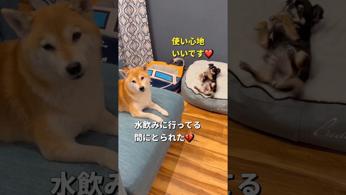 誕生日プレゼントが気に入ったらしい🤣#柴犬 #チワワ #shorts